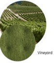 Coloris PAD: vineyard